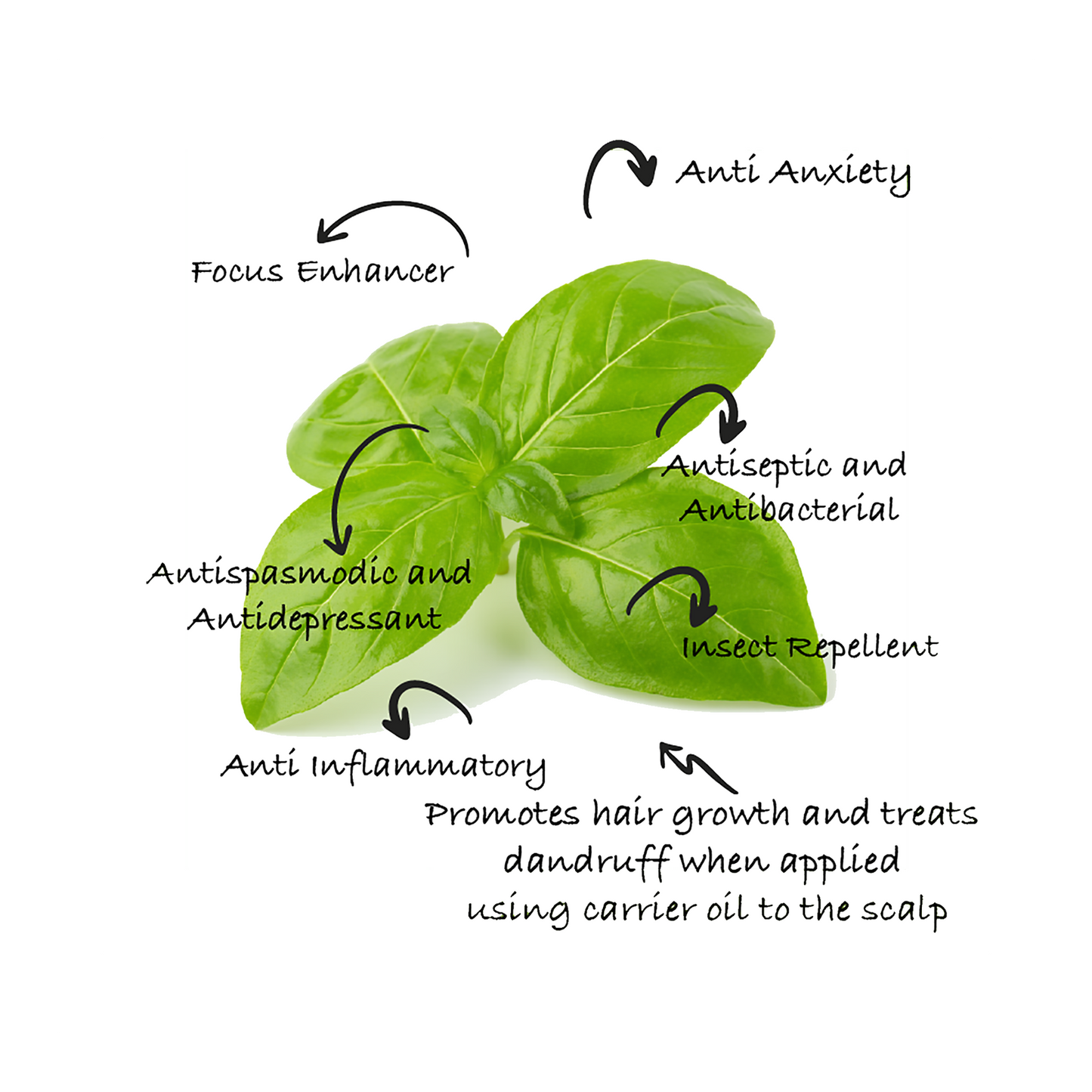 Basil Oil | Clear Blemishes & soothe inflamed skin| Natural Insect Repellent | Promote scalp health |