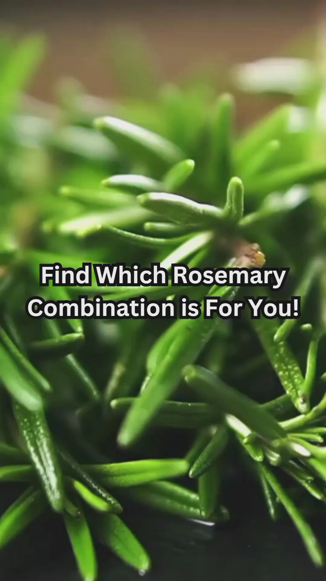 Rosemary oil for hair growth | hair thinning | argan oil | jojoba oil for hair strength | moringa oil for treated coloured hair | oil for dandruff | oil for hair fall